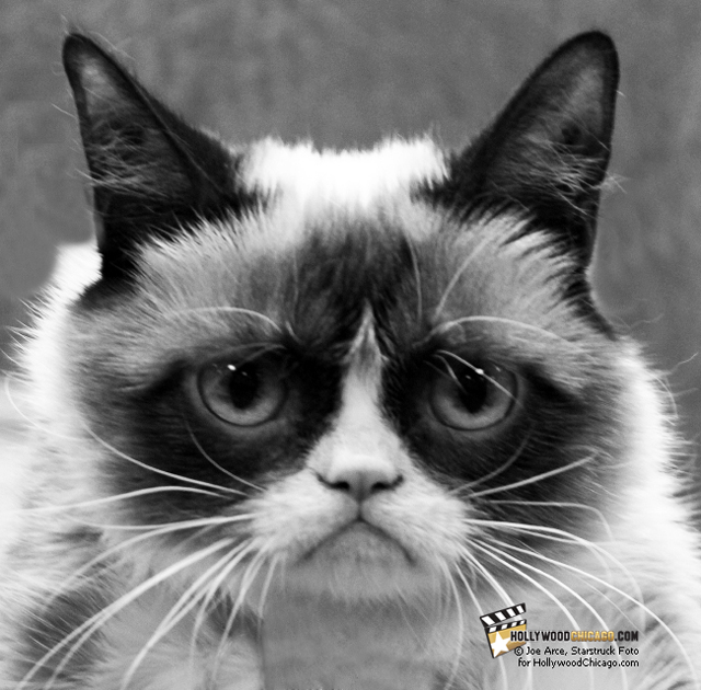 Grumpy Cat